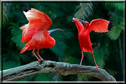 Birds Jigsaw Puzzles स्क्रीनशॉट 3