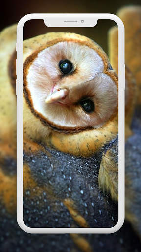Bird Wallpaper HD screenshot 3