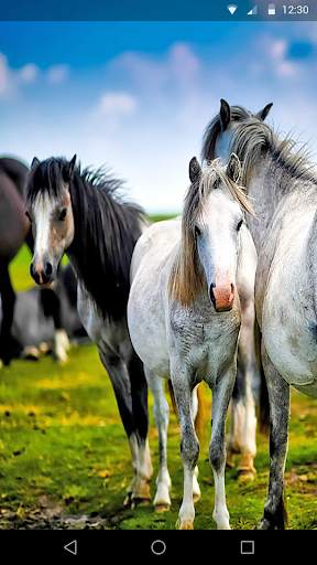 Horses Live Wallpaper screenshot 1
