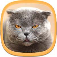 Cat Wallpapers