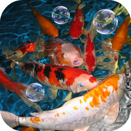 Koi Live Wallpaper icon