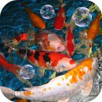 Koi Live Wallpaper