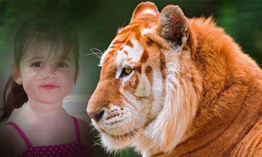 Tiger Photo Frame screenshot 3
