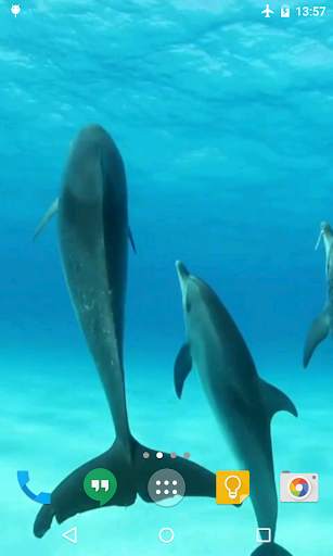 Dolphins HD Live Wallpaper screenshot 5
