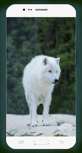 Wolf Wallpaper HD screenshot 7