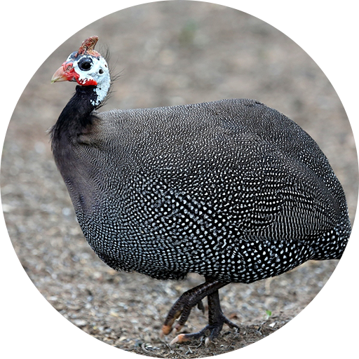 Guinea Fowl Sounds &amp; Calls icon