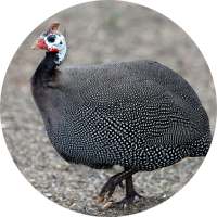 Guinea Fowl Sounds & Calls on 9Apps