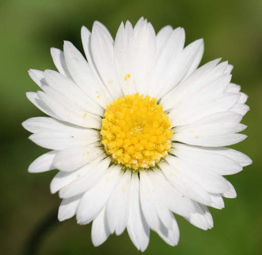 Daisy Wallpapers 2 تصوير الشاشة