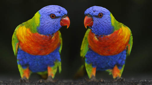 Colorful Parrot. Birds Wallpapers screenshot 2