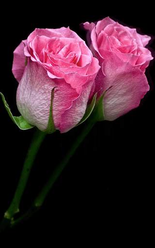 Pink Roses Live Wallpaper screenshot 5