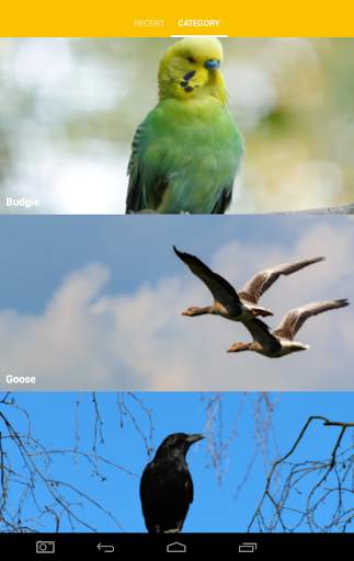 Cool Bird Wallpaper screenshot 2