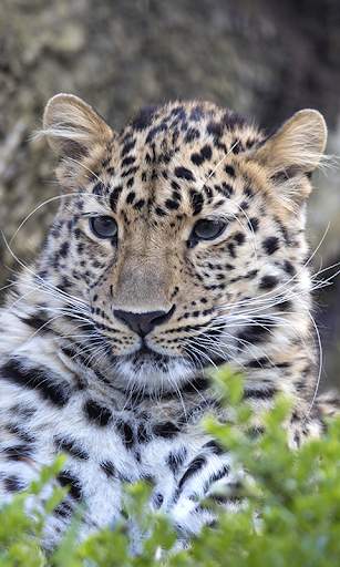 Leopard Live Wallpaper (Wallpapers & Backgrounds) 2 تصوير الشاشة