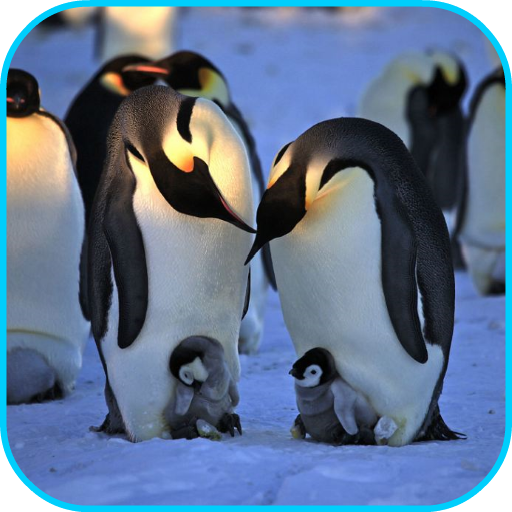 ikon Penguins Video Live Wallpaper