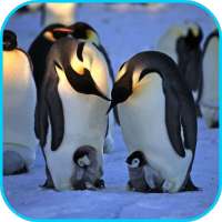 Penguins Video Live Wallpaper on 9Apps