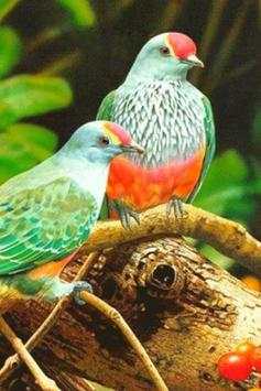 Birds Wallpaper screenshot 7
