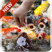 Koi Free 3D Live Wallpaper 1.0