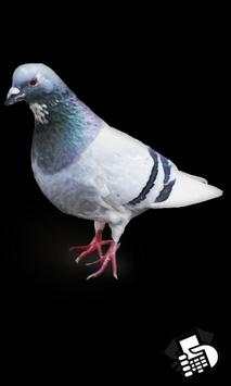Birds Sounds screenshot 1