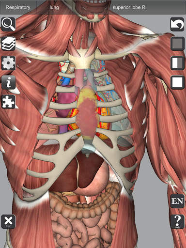 3D Bones and Organs (Anatomy) screenshot 13