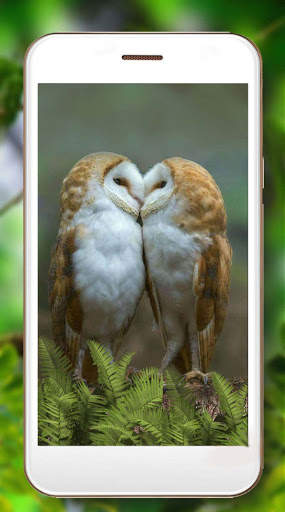 Owls Amazing Live Wallpaper screenshot 4