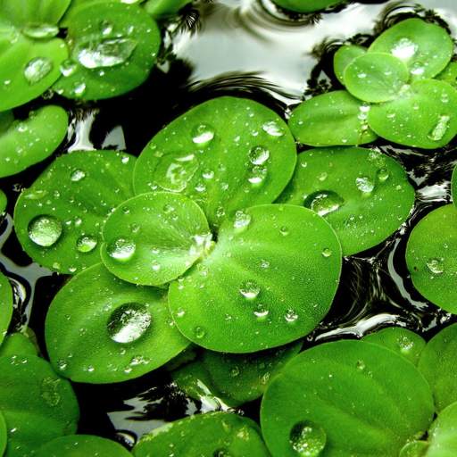 Green Leaf Live Wallpaper 1.0