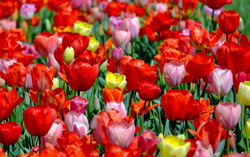 Spring Wallpaper HD : backgrounds & themes screenshot 13
