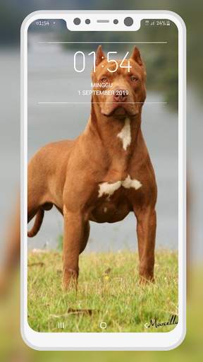 Pitbull Wallpaper screenshot 8