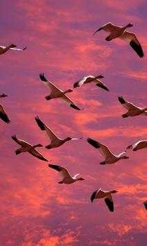 Birds Wallpaper स्क्रीनशॉट 3