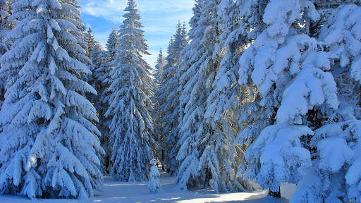 Winter Wallpapers : backgrounds hd screenshot 21