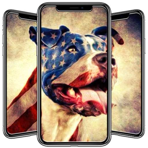 Pitbull Wallpaper 1.3