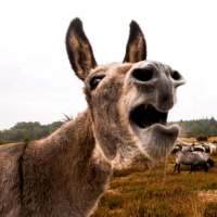 Donkey Sounds on 9Apps