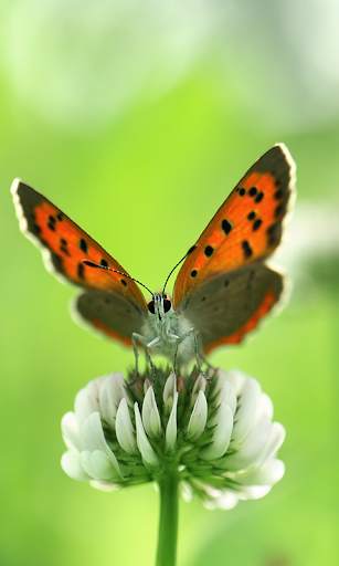 Butterfly Live Wallpaper (backgrounds) screenshot 1