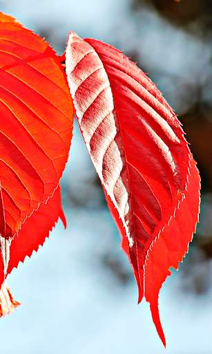 Autumn leaves Wallpapers (backgrounds & themes) screenshot 4
