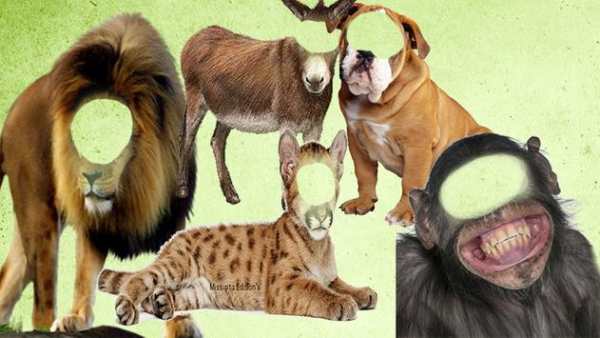 Funny Photo Montage screenshot 1