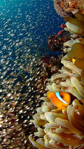 Colorful Tropical Fishes screenshot 1