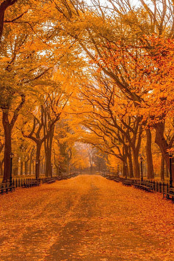 Autumn Wallpaper HD : backgrounds & themes screenshot 6