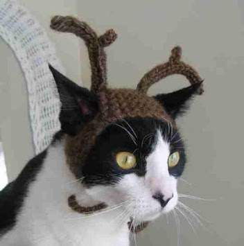 Funny Cats in Costume screenshot 6