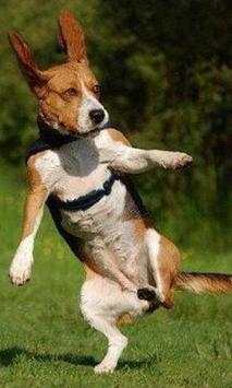 300.Free Funny Dog Pictures HD screenshot 5