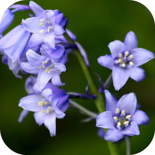 Bluebell flower Live Wallpaper 4.0