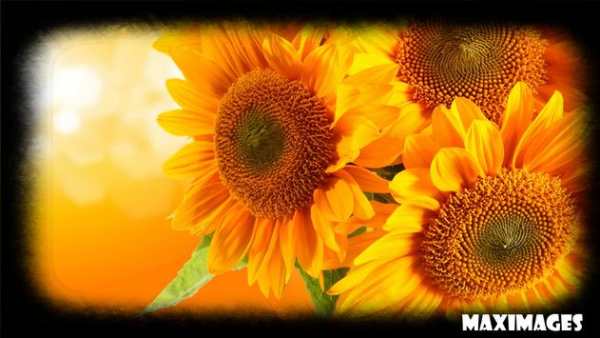 Sunflower Wallpaper screenshot 3