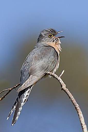 Cuckoo Bird Ringtones screenshot 1