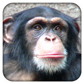 Humans vs. Apes icon