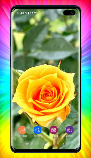 Rose Wallpaper 1 تصوير الشاشة