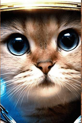 Pictures of Funny Cats, Wallpaper screenshot 3