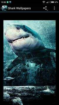 Shark Wallpapers screenshot 2