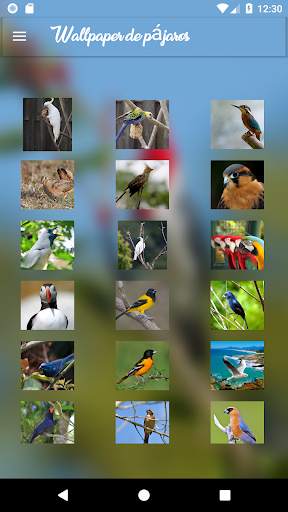 Wallpaper de pájaros screenshot 1