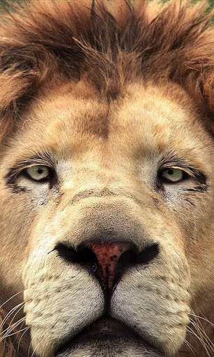 Animal jigsaw puzzle : free puzzle app for android screenshot 6