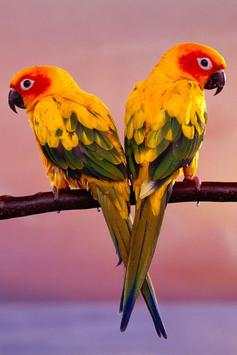 Birds Wallpaper screenshot 19