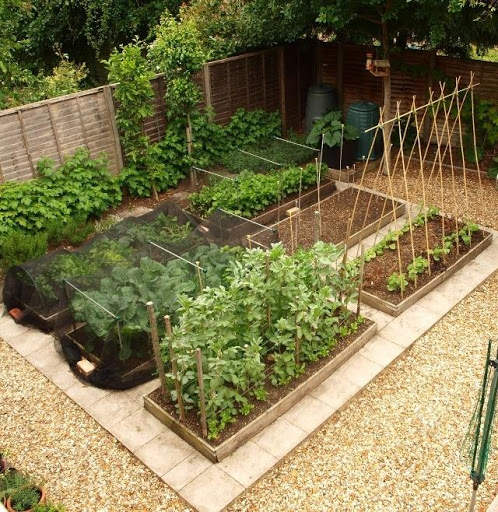 Vegetable Garden Ideas скриншот 1