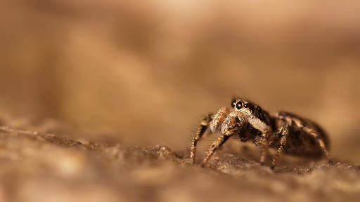 Spider Wallpapers HD & 4k Backgrounds screenshot 17