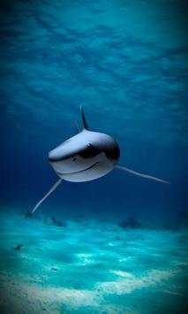 Shark Wallpapers स्क्रीनशॉट 3